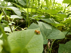 Aspidimorpha miliaris