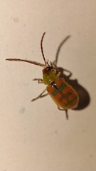 Diabrotica balteata
