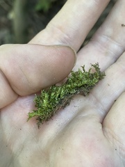 Pseudotaxiphyllum elegans