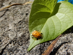 Aspidimorpha miliaris
