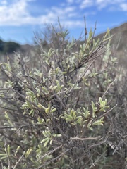 Anthyllis hermanniae