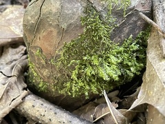 Pseudotaxiphyllum elegans