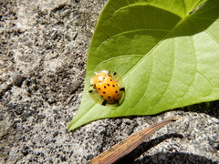 Aspidimorpha miliaris