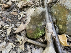 Pseudotaxiphyllum elegans