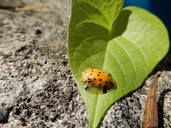 Aspidimorpha miliaris