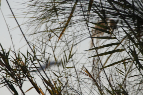 Phragmites image