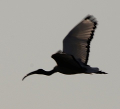 Threskiornis aethiopicus