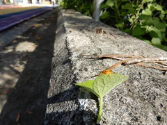 Aspidimorpha miliaris