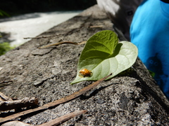 Aspidimorpha miliaris