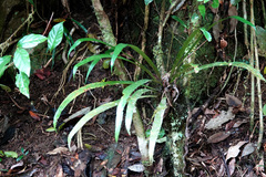 Blechnum patersonii