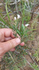 Lobostemon fruticosus