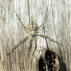 Tamopsis