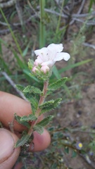 Lobostemon fruticosus