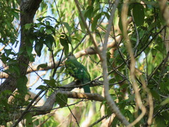 Ptilinopus magnificus