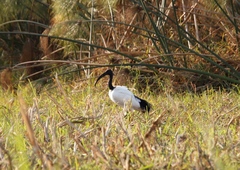 Threskiornis aethiopicus