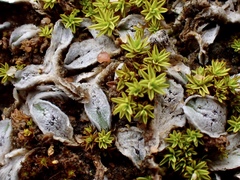Riccia