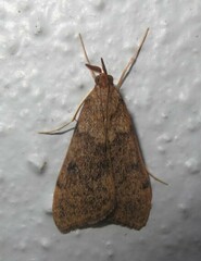 Uresiphita