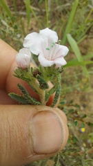 Lobostemon fruticosus