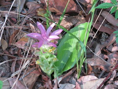 Curcuma australasica