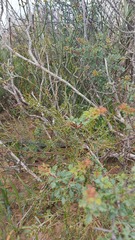 Podalyria microphylla