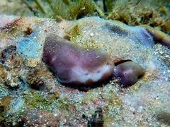 Chondrilla nucula