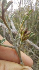 Podalyria microphylla