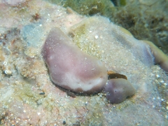 Chondrilla nucula