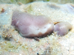Chondrilla nucula