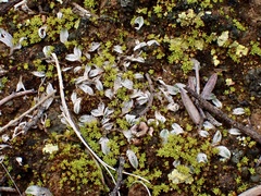 Riccia