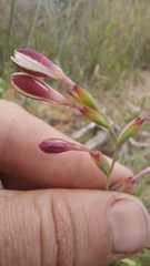 Hesperantha falcata