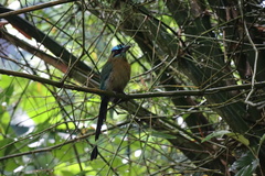 Momotus lessonii