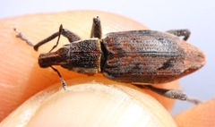 Coniocleonus pelletii