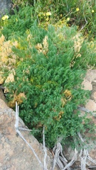 Asparagus declinatus
