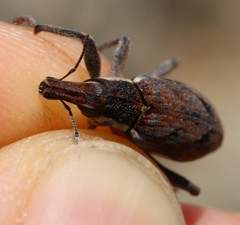 Coniocleonus pelletii