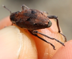 Coniocleonus pelletii