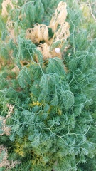 Asparagus declinatus