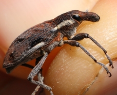 Coniocleonus pelletii