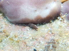 Cerithiopsis tubercularis