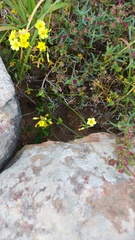 Apis mellifera capensis