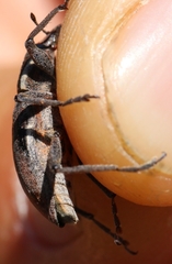 Coniocleonus pelletii