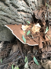 Ganoderma applanatum