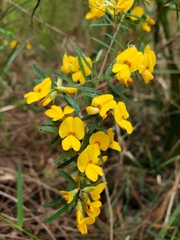 Pultenaea flexilis