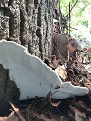 Ganoderma applanatum