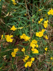 Pultenaea flexilis
