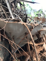 Ganoderma applanatum