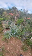 Aloe × schimperi