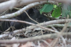 Tapirus bairdii