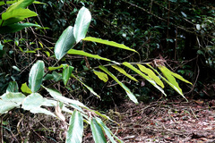 Alpinia arctiflora