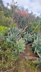 Aloe × schimperi