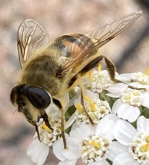 Eristalis tenax